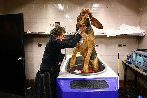 133rd annual Westminster Kennel Club dog show