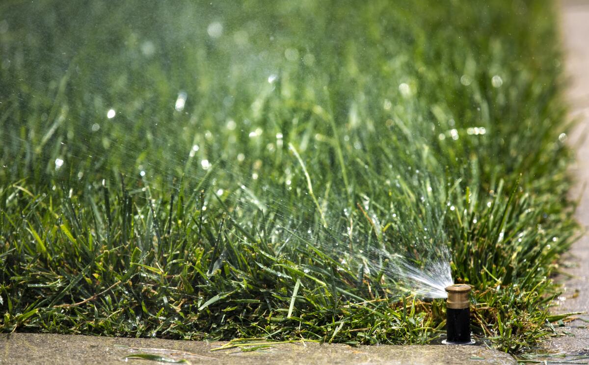 A sprinkler waters a lawn in Los Angeles in May