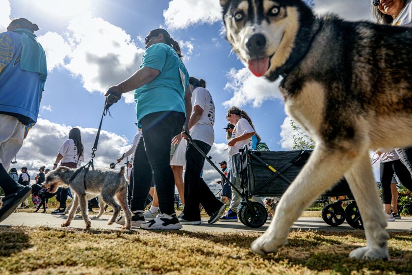 Dogs and their owners walk in the San Diego Humane Society's annual Walk for Animals on May 6 at Liberty Station's NTC Park.