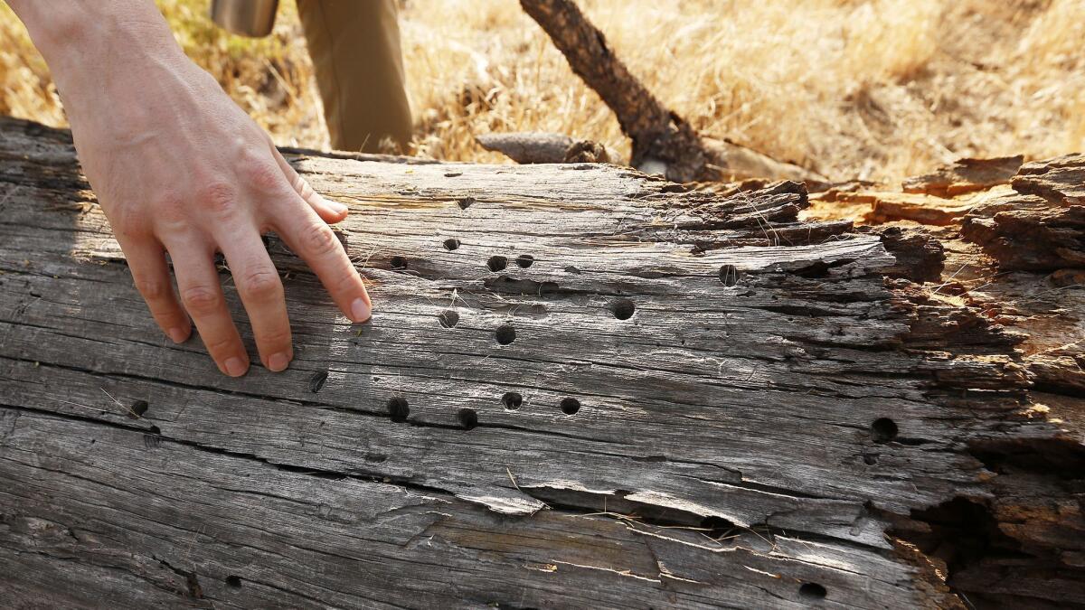 Evidence of woodpecker and bug species in the Tecuya Ridge area.