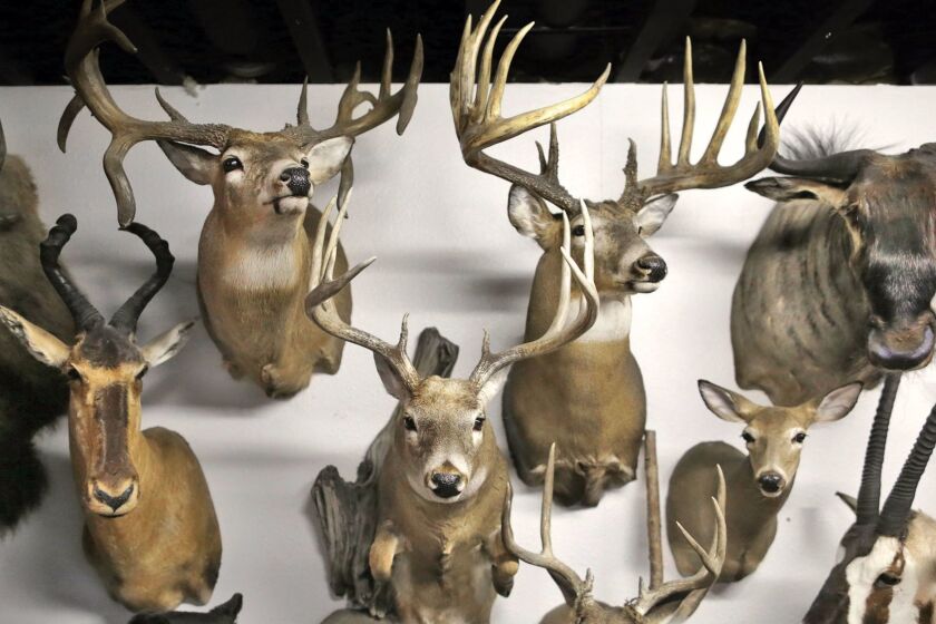 Deer and other creatures at Nature's Touch taxidermy in Janesville, Wis.