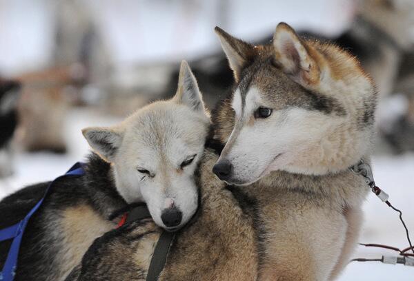 Snuggly sled dogs