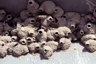Swallows build nests under freeway bridges and the eaves of homes.