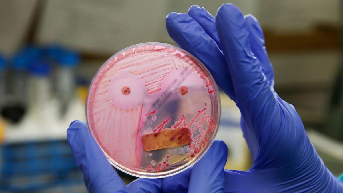 A technician holds a sample of a deadly, antibiotic-resistant bacterium known as CRE.