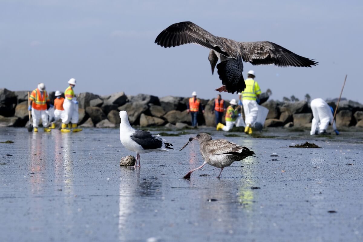 Birds are seen as workers in protective suits clean the contaminated beach after an oil spill in Newport Beach 