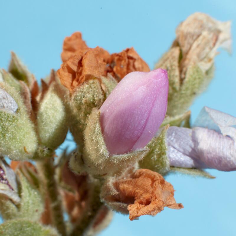 Closeup of a pink flower bud