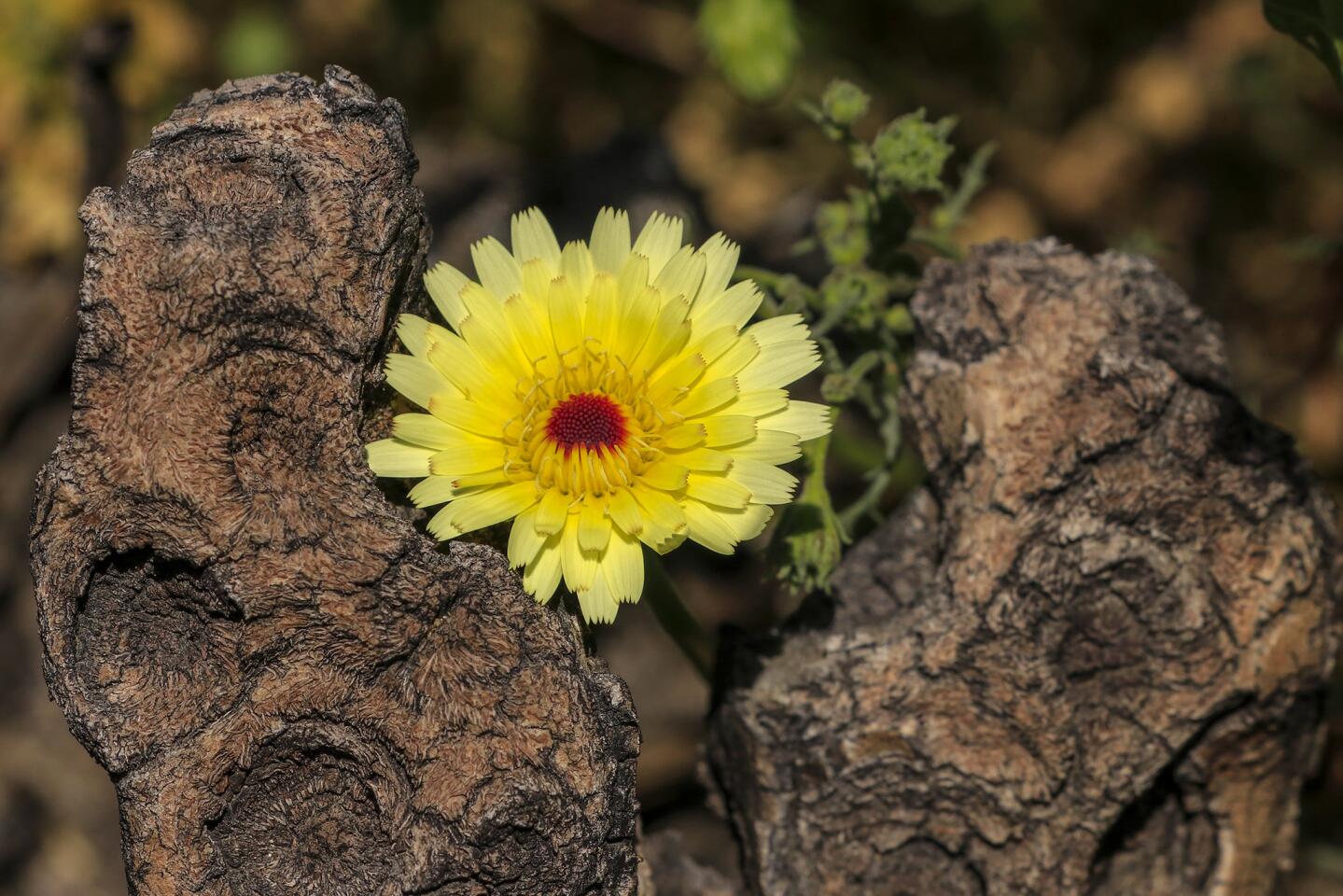JOSHUA TREE NATIONAL PARK ,CA., APRIL 6, 2019: After a long wet winter the wildflowers are blooming all over Joshua Tree National Park with a great show of color that is attracting visitors to this unique high desert destination April 6, 2019 (Mark Boster For the LA Times).