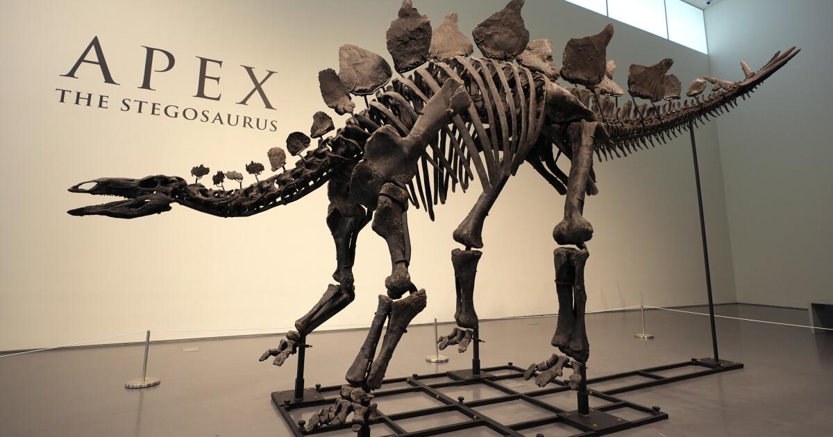Stegosaurus Fossil Sells for  Million: New Dinosaur Auction Record