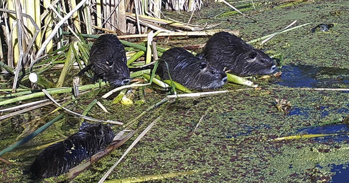 Could putting swamp rat on your dinner plate help save California marshland?