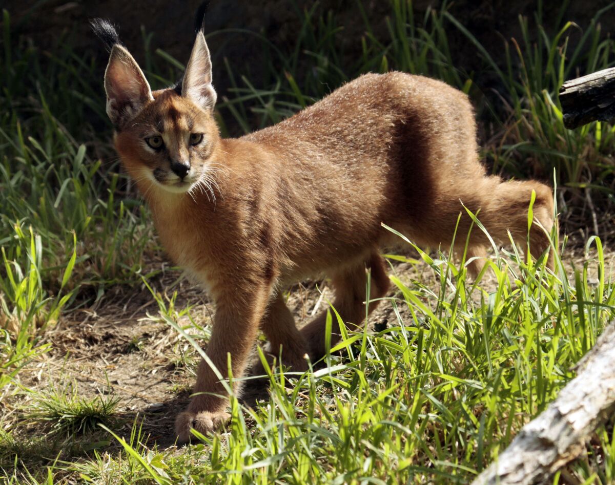 FILE - In this Sept. 1, 2011 file photo, a male caracal cat native to Africa explores his new habitat at the Oregon Zoo in Portland, Ore. A caracal cat is on the loose in a suburb north of Detroit after escaping from its owner. The caracal was reported missing around 6:30 a.m. Wednesday, Oct. 13, 2021 in Royal Oak, Mich., authorities said. (AP Photo/Don Ryan File)