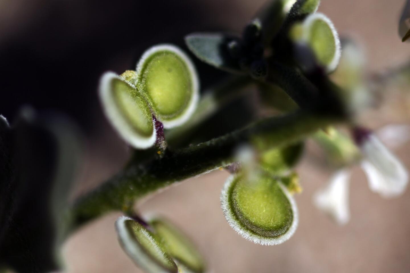 The Spectacle Pod (Dithyrea californica) is just one of the amazing, little plants found during the bloom in the Anza-Borrego Desert State Park.