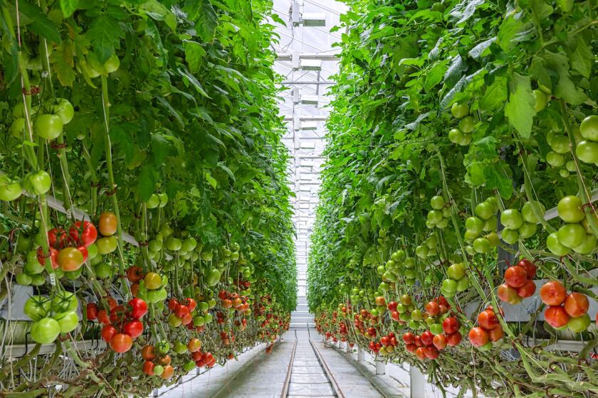 Nature's Miracle is an agriculture technology company providing services to growers in the Controlled Environment Agriculture industry which also include vertical farming.