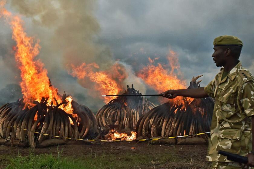 Kenya Wildlife Services rangers stand guard around illegal stockpiles of burning elephant tusks, ivory figurines and rhinoceros horns at the Nairobi National Park in April.