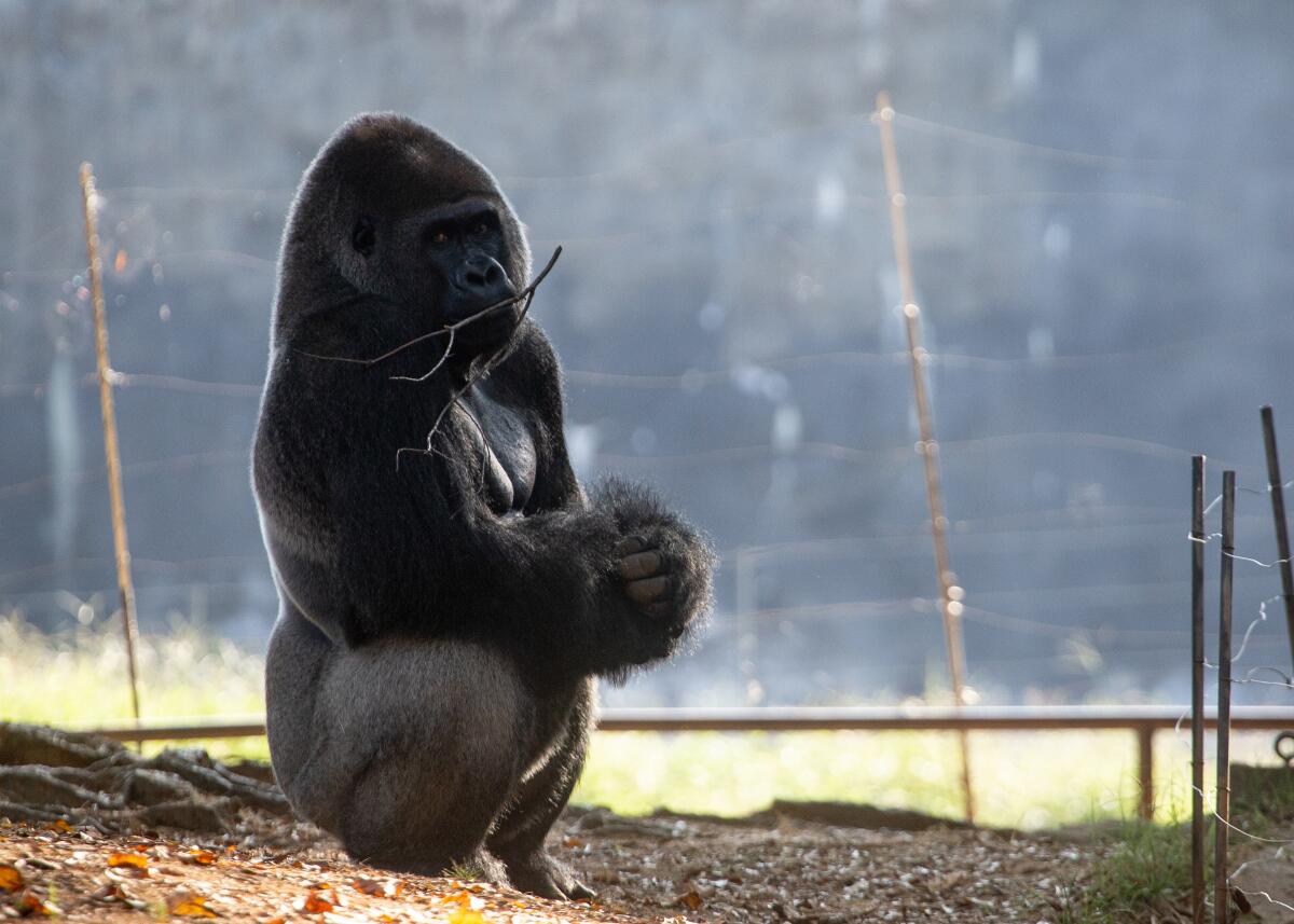 Un gorila oriental de las tierras bajas en su hábitat del Zoológico de Atlanta