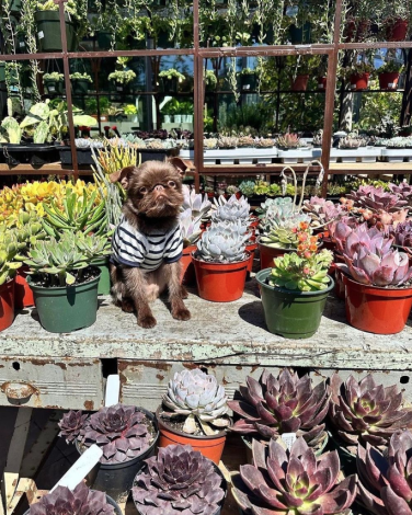 A dog on a shelf with succulents. 