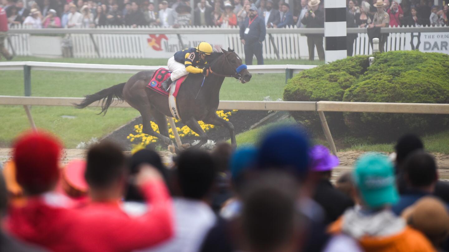 #8 Ax Man wins Race 12 at the Preakness Stakes