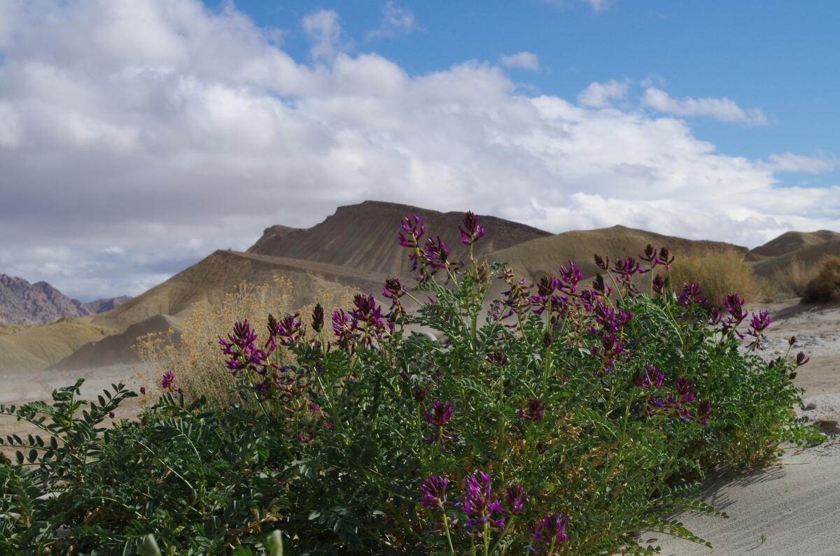 A plant called milk vetch is blooming this wildflower season in the Fish Creek area of Anza-Borrego Desert State Park. (Steve Bier / Anza-Borrego Foundation)