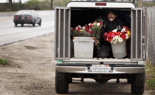 Sergio Merlin of Oxnard takes shelter from the rain as he sells daisies, gardenias and roses from his truck on Vineyard Avenue in Oxnard.