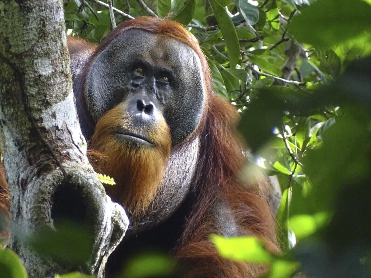 Esta foto entregada por la Fundación Suaq muestra al orangután Rakus en el Parque Nacional Gunung Leuser