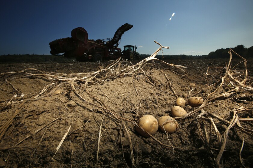 FILE — Potatoes await harvesting at Green Thumb Farms, Sept. 27, 2017, in Fryeburg, Maine. University of Maine researchers are trying to produce potatoes that can better withstand warming temperatures as the climate changes. (AP Photo/Robert F. Bukaty, File)