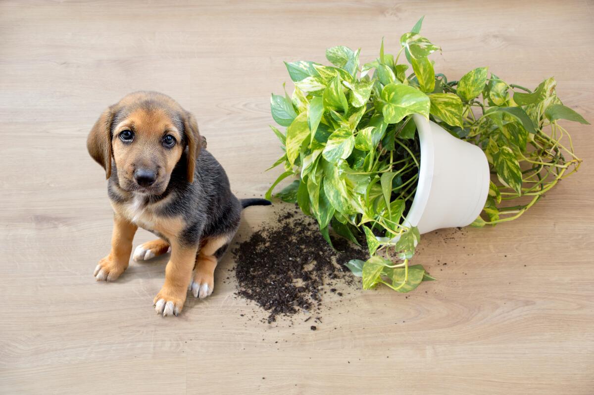 A puppy and a pothos plant are not a good mix, especially because that plant and many others are toxic.