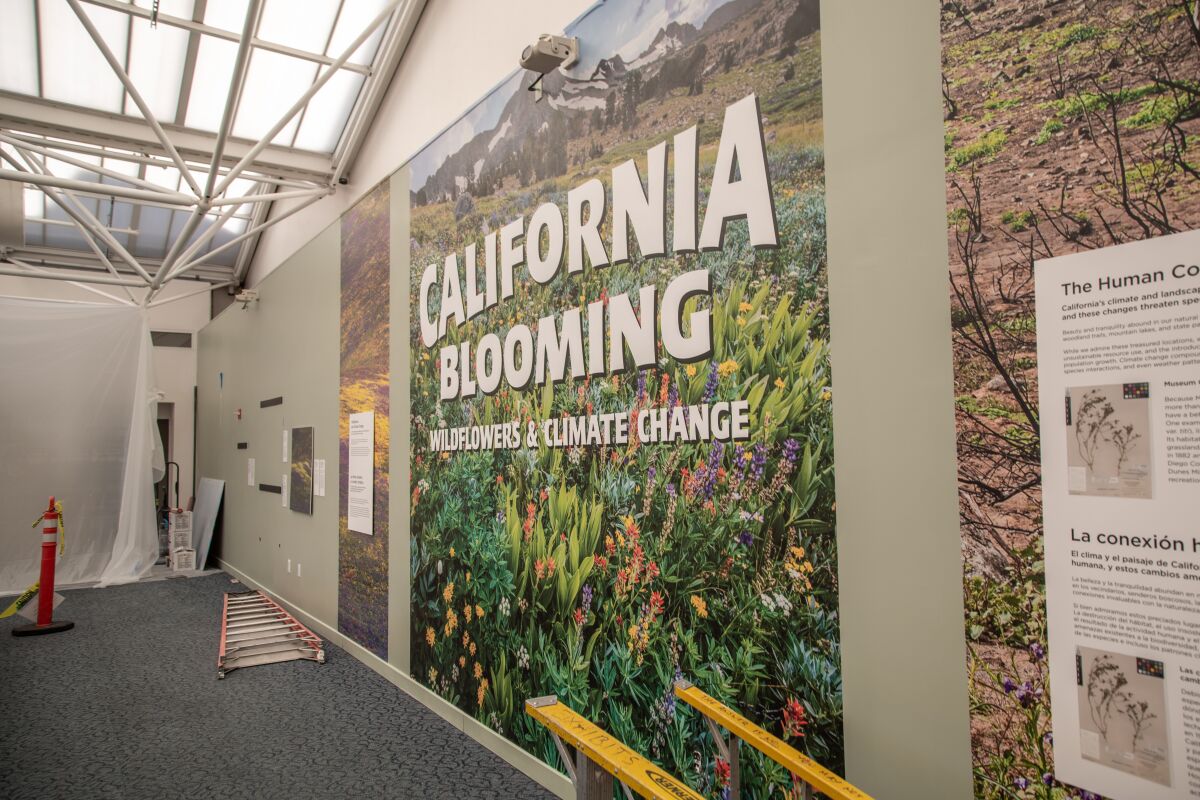 The San Diego Natural History Museum will debut a new California wildflower exhibit on April 2. 