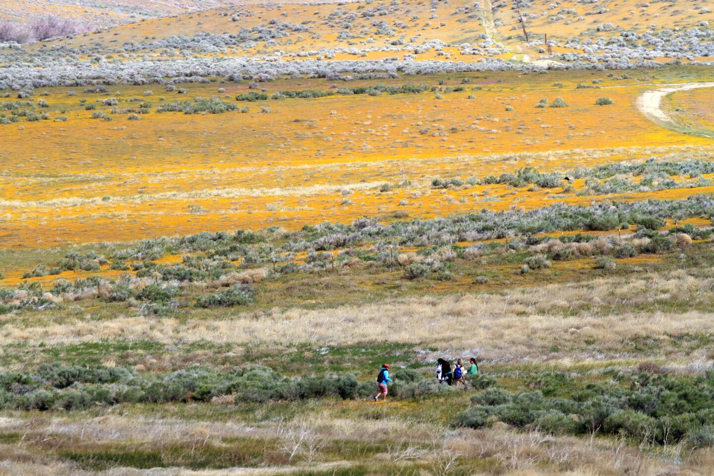 California Poppy Reserve in the Antelope Valley