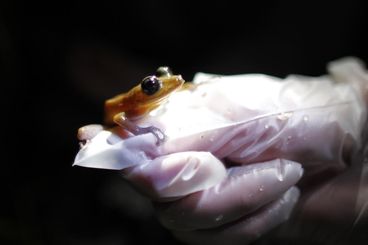 A researcher holds a Coqui Guajon or Rock Frog.