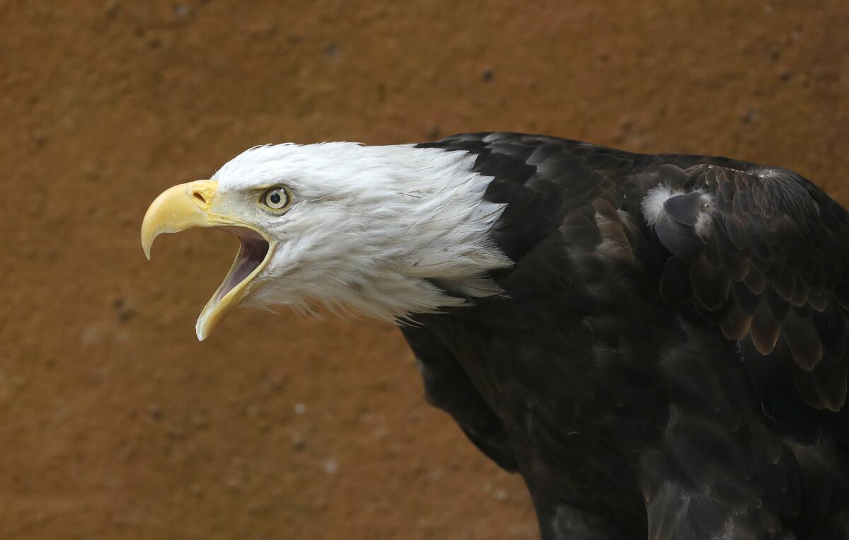 Spirit the Bald Eagle squeals on his perch at the Santa Ana Zoo on Thursday. 