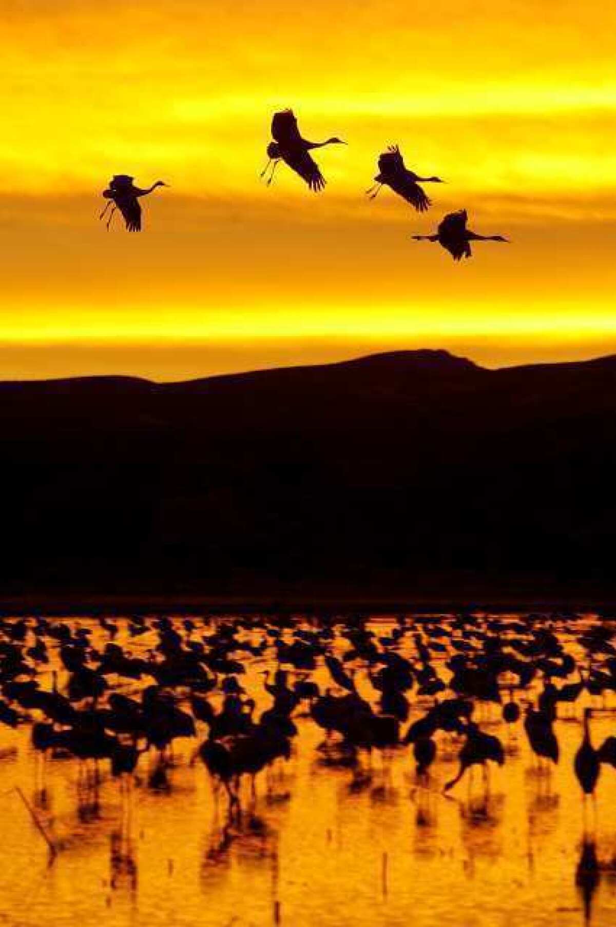 A scene from the Bosque Del Apache National Wildlife Refuge outside of Albuquerque.