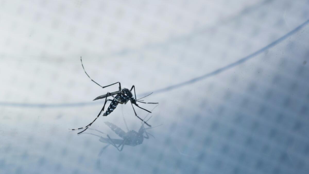 An adult Aedes albopictus, also known as the Asian tiger mosquito, is caught for a test sample in a Silver Lake backyard.