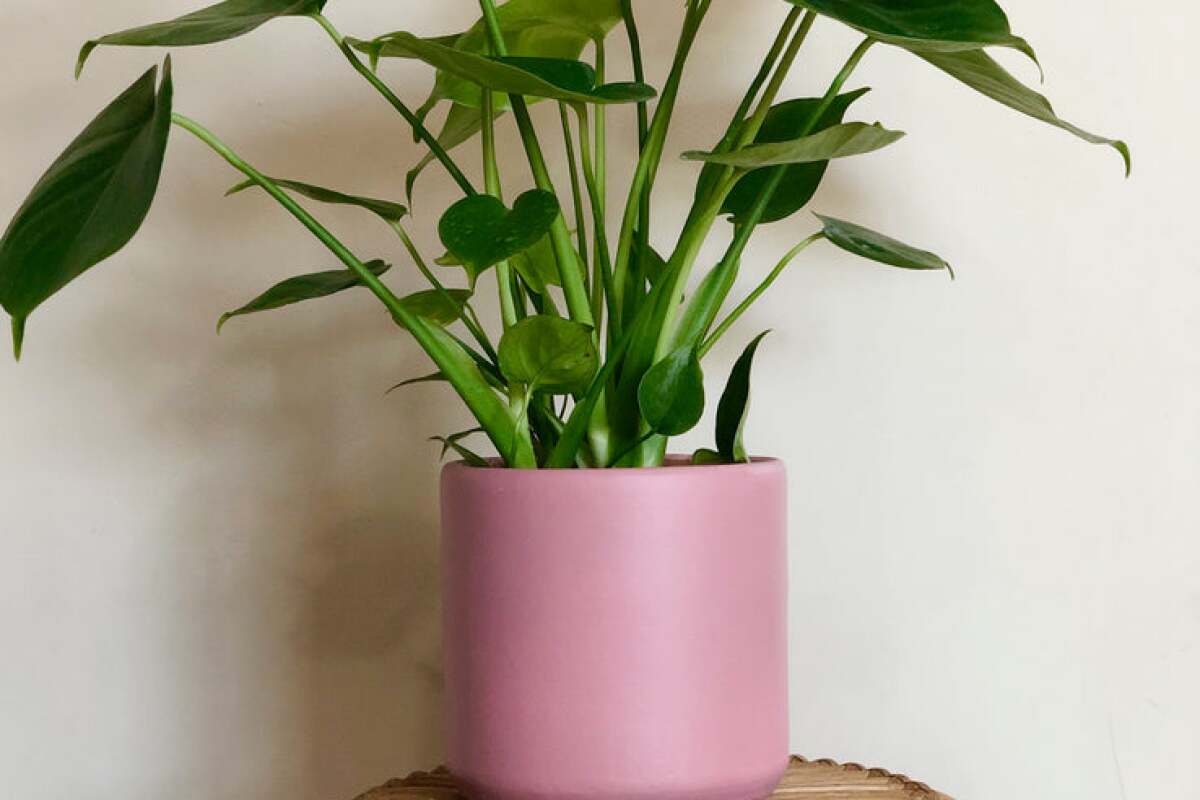 A monstera plant in a pink planter. 