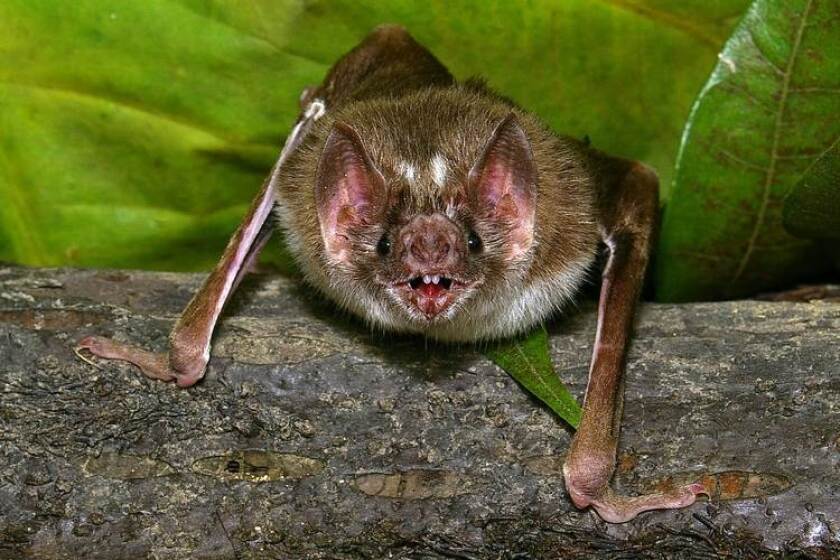 A man bitten by a vampire bite later died of rabies in the first such reported case in the U.S.