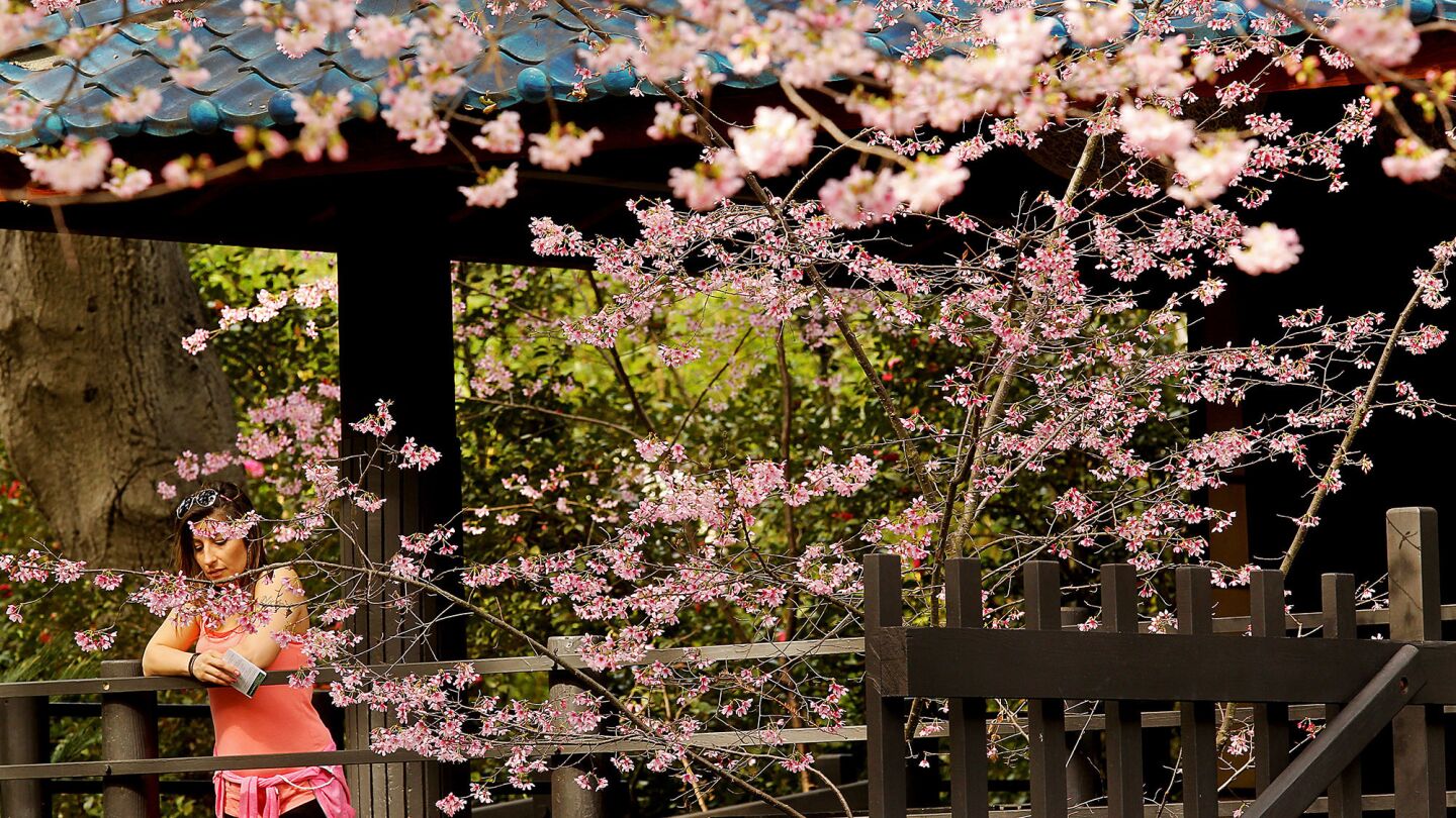 Pre-spring cherry blossoms.