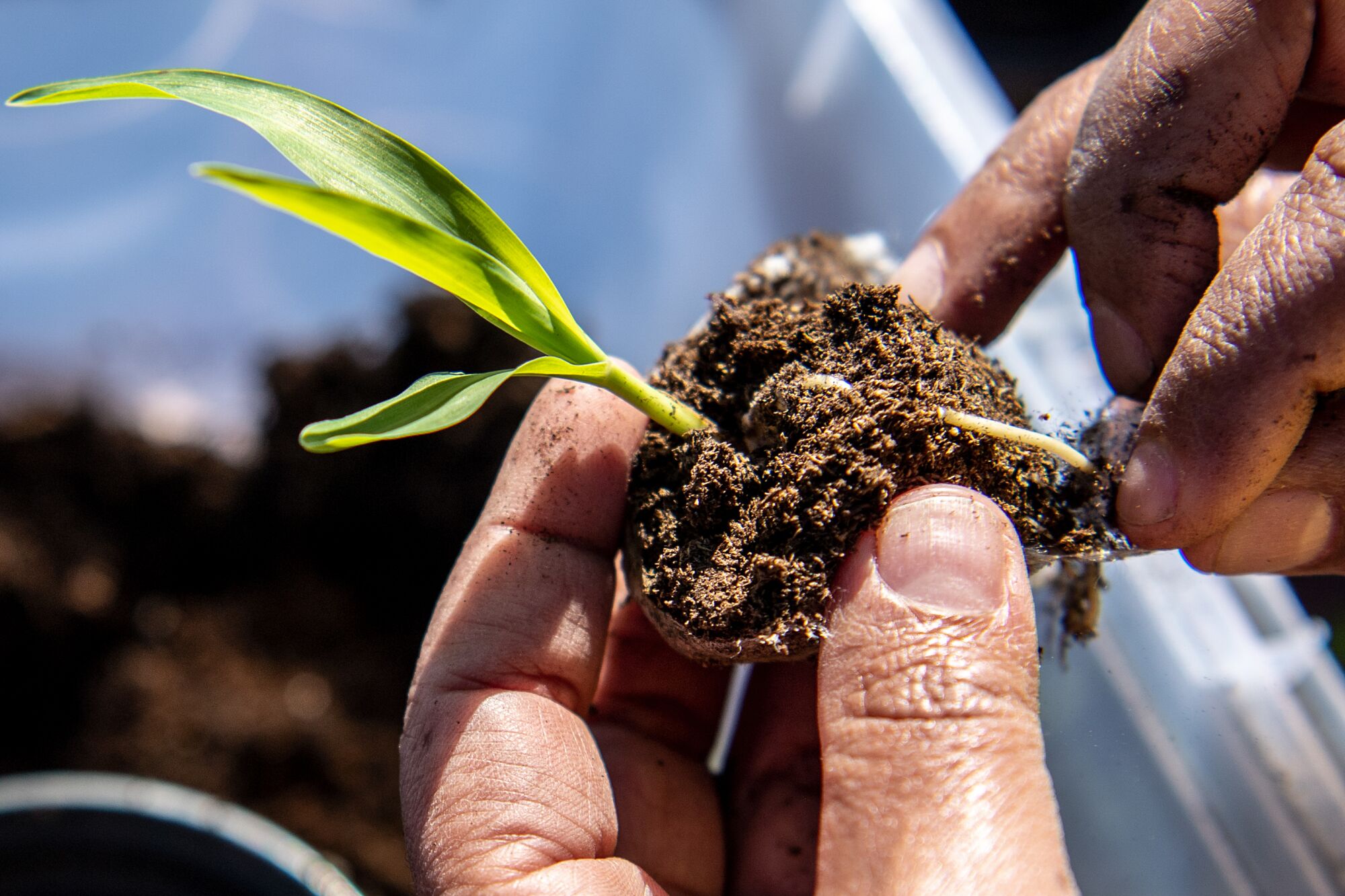 A small green shoot grows from a clump of dirt held in a person's hand.