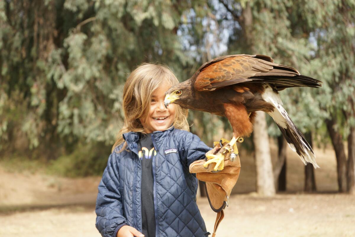 A child smiles as a hawk perches on the child's arm.