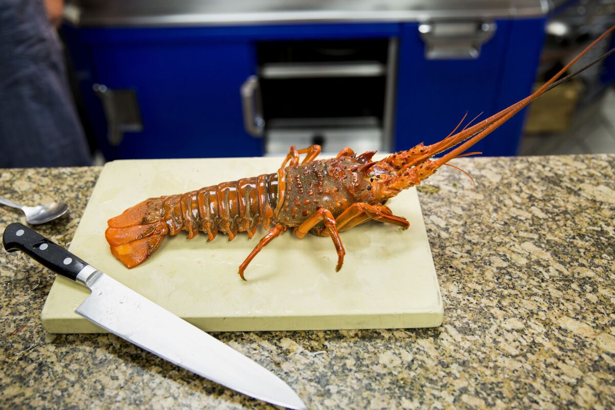 A spiny lobster to be prepared by Cimarusti.