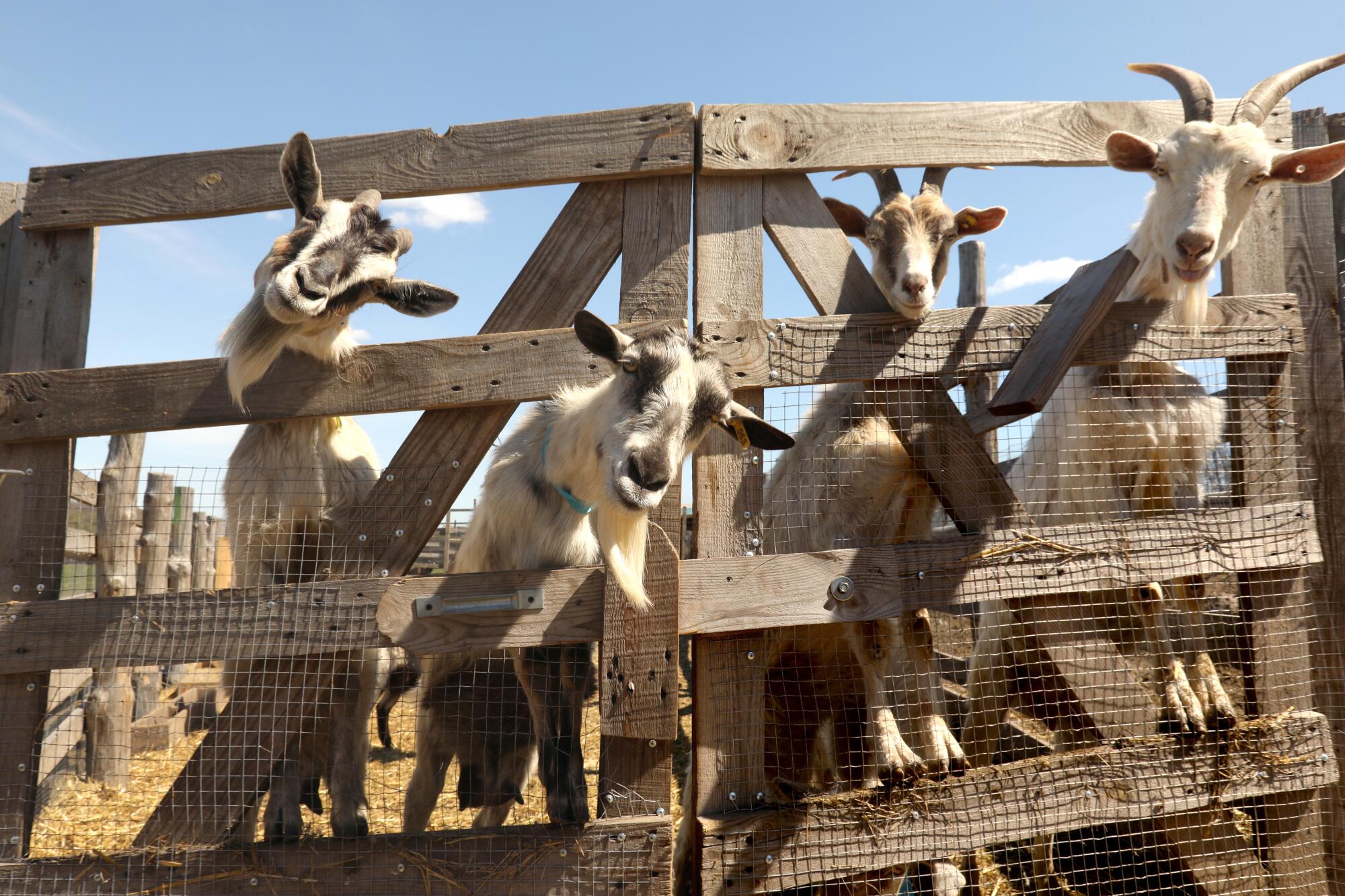 Goats in an enclosure