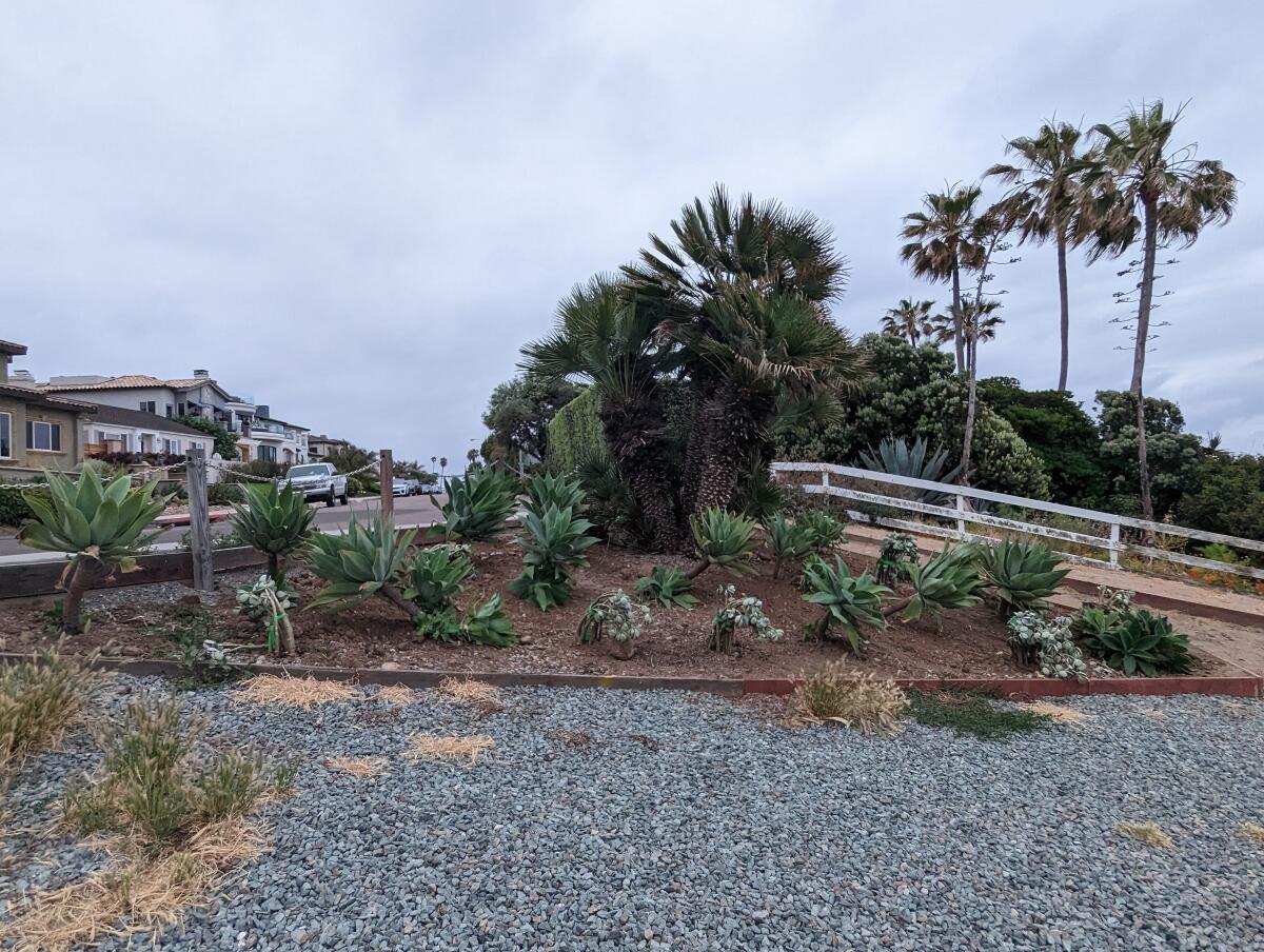A dirt patch in La Jolla Hermosa Park is now filled with a succulent garden.