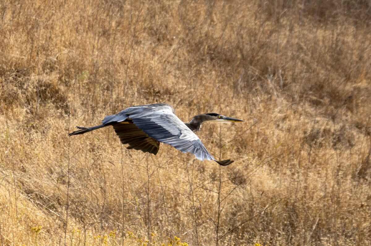 A great blue heron flies over dried grass 