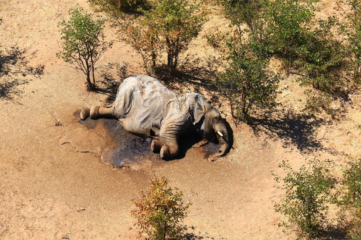 A dead elephant lies in the bush in Botswana.