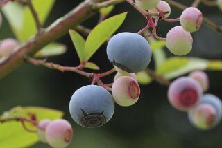 Southern Highbush varieties of blueberries grow well in warmer climates.