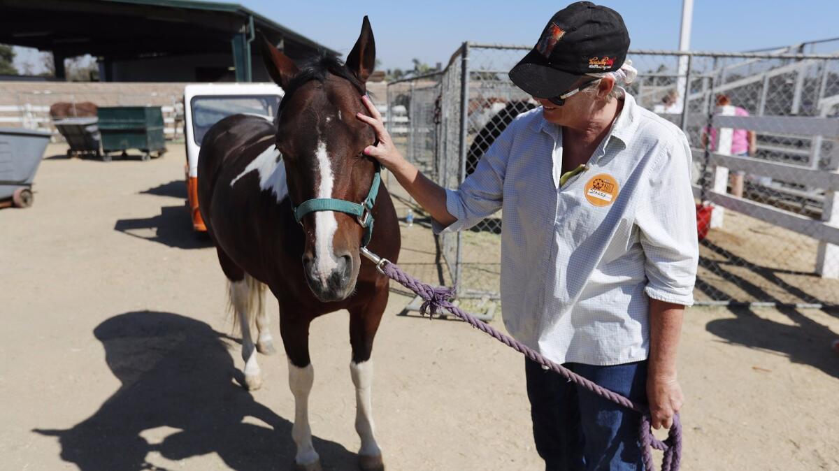 Stacey Haden-Smith tends to Maggie, her 10-year-old paint quarter horse, at the OC Fair & Event Center in Costa Mesa on Tuesday. Maggie was evacuated from Orange Park Acres because of the Canyon fire 2.