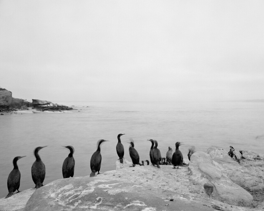 "La Jolla Cove, Matlahuayl State Marine Reserve" is a photo by Jasmine Swope, whose work will be shown in “Our Ocean’s Edge.”