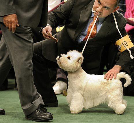 133rd annual Westminster Kennel Club dog show
