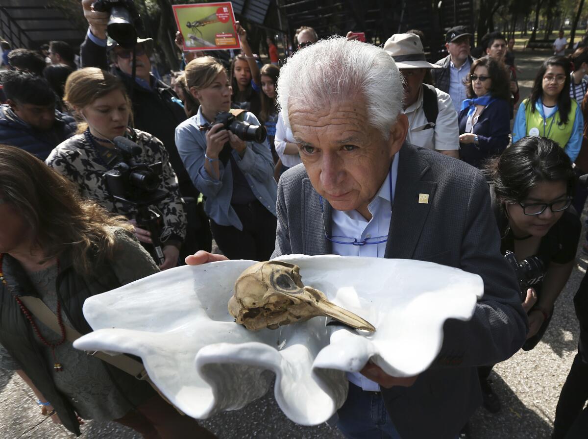ARCHIVO un activista muestra el cráneo de una vaquita marina sobre una enorme concha