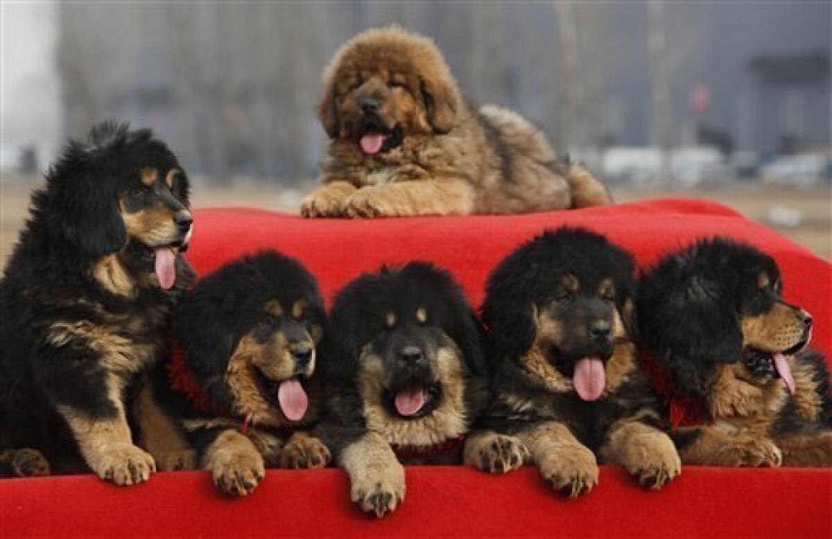 Tibetan mastiff puppies are seen atop a car on a red cloth for sale out side a convention center at Changping, northern suburb of Beijing, China, Sunday, March 21, 2010. (AP Photo/ Gemunu Amarasinghe)