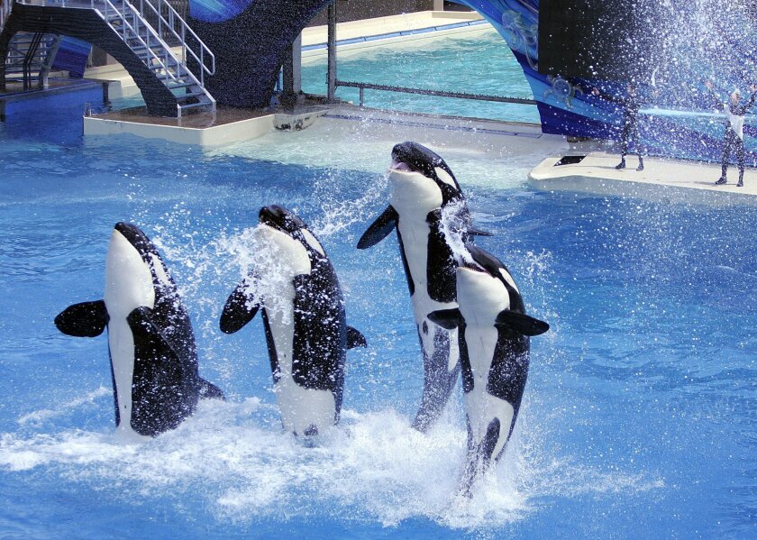 PETA contended in court that SeaWorld’s orcas have been enslaved. John Gastaldo • U-T