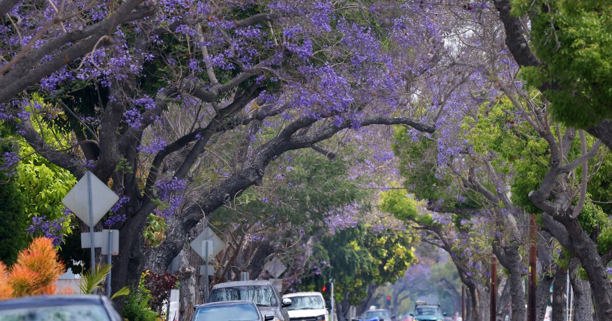 The best spots to see 58,000 jacaranda trees in L.A., O.C.