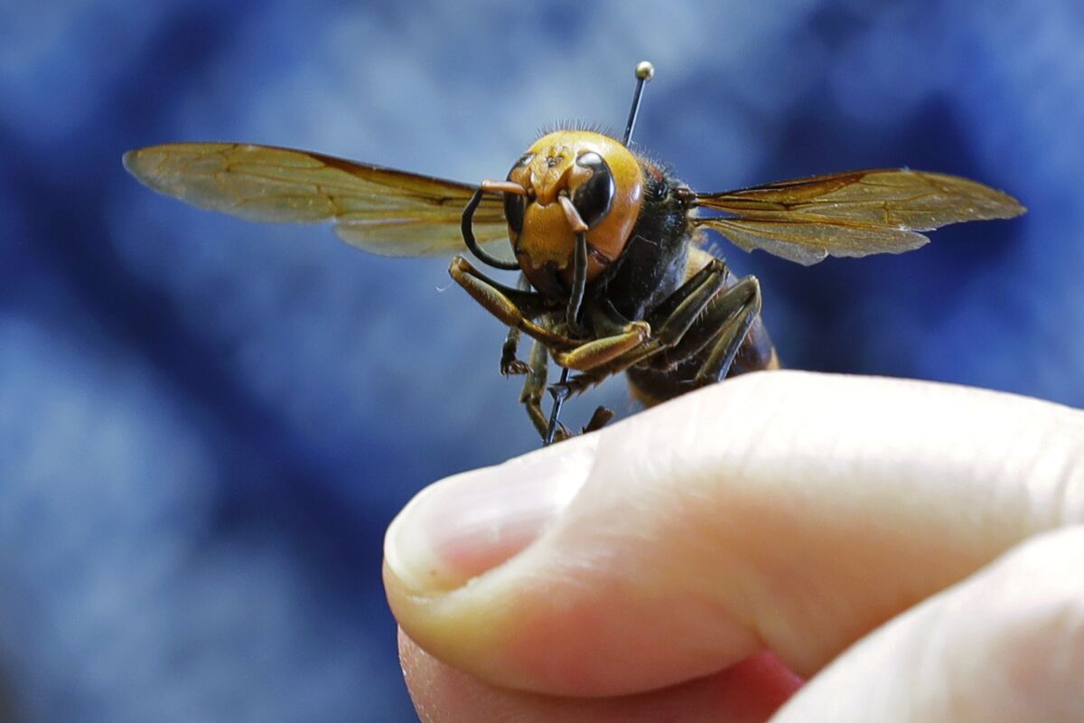 An Asian giant hornet from Japan 